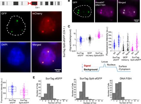 sfgafp|Strategies to improve the fluorescent signal of the tripartite sfGFP.